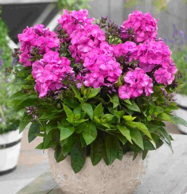 Zemais floksis 'Primadonna' (pieejams no jūnija)