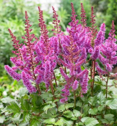 Astilbe 'Purple Rain'  (pieejams no jūnija)