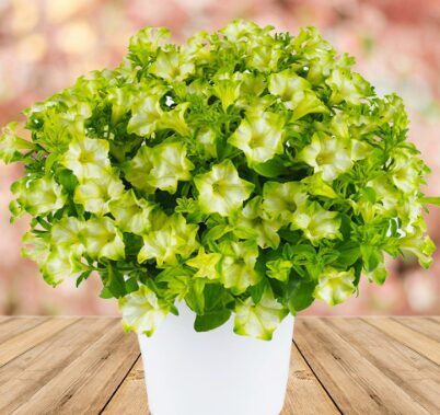 Petūnija 'Green Edge' (pieejams no jūnija)