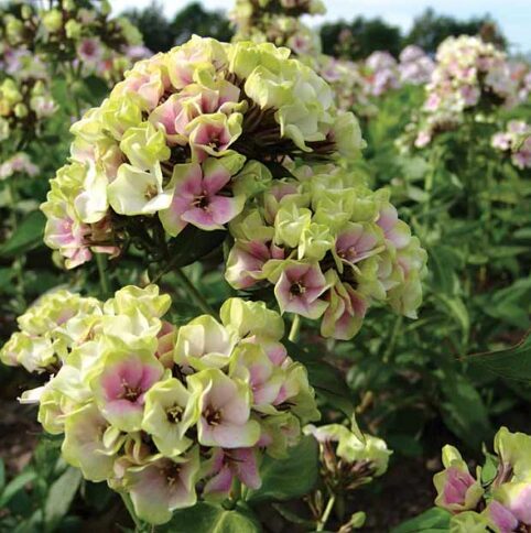 Floksis 'Sherbet Blend'  (pieejams no jūnija)