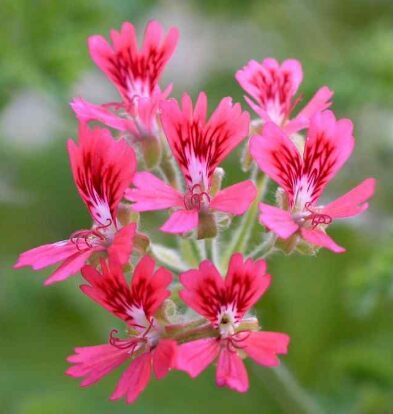Smaržlapu pelargonija 'Concolor Lace' - lazdu riekstu  (pieejams no jūnija)