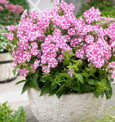 Zemais floksis 'Bambini Candy Crush'  (pieejams no jūnija)