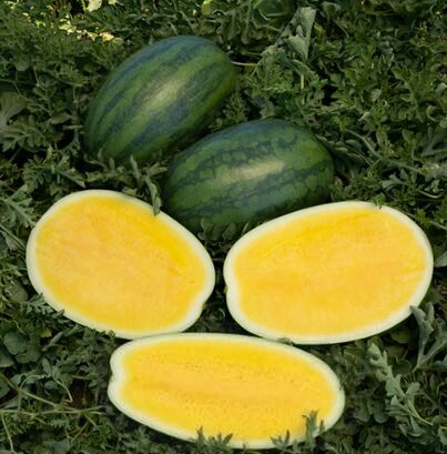 Bezsēklu arbūzs ''Yellow Buttercup F1'' (pieejams no jūnija)