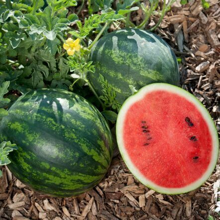 Arbūzs 'Mini Love F1' (pieejams no jūnija)