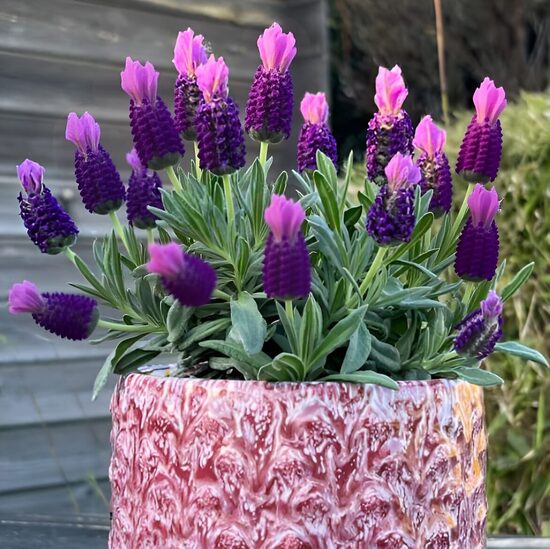 Franču lavanda 'Neon Purple' (pieejams no jūnija)