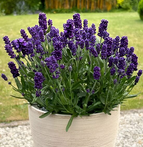 Zemā lavanda 'Compact Blue' (pieejams no jūnija)