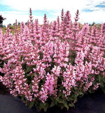 Agastače 'Pink Pearl' (pieejams jūnijā)