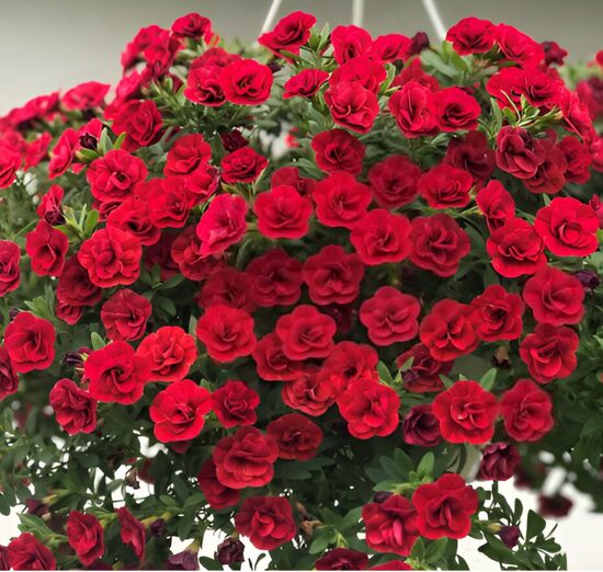 Kalibrahoja 'Calita Double Red' (pieejams no jūnija)