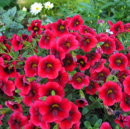 Kalibrahoja 'Pomegranate Punch'  (pieejams no jūnija)