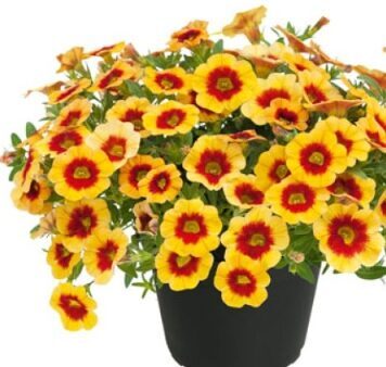 Kalibrahoja 'Unique Apricot Punch' (pieejams no jūnija)