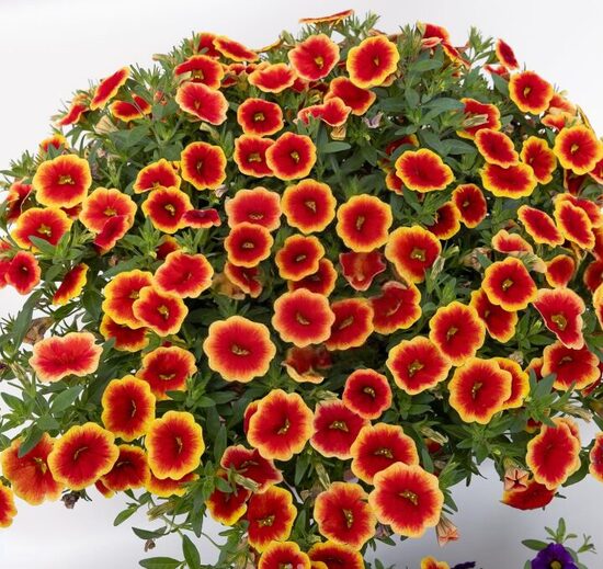 Kalibrahoja 'Unique Sangria Picottee' (pieejams no jūnija)