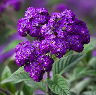 Kokveida heliotrops 'Marine' (pieejams no jūnija)