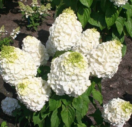 Hortenzija 'Magical Mont Blanc' (Piegāde no 20.-22. aprīlim)