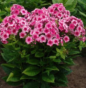 Floksis 'Stars and Stripes' (pieejams no jūnija)