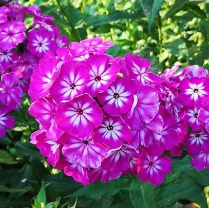 Floksis 'Modern Art' (pieejams no jūnija)