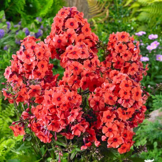 Zemais flokis 'Younique Orange' (pieejams no jūnija)