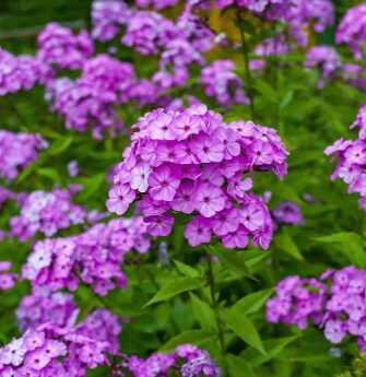 Floksis 'Sweet Summer Surprise' (pieejams no jūnija)