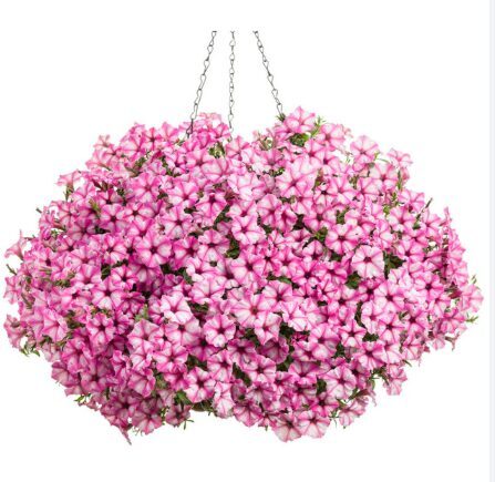 Petūnija 'Mini Vista Pink Charm' (pieejams no jūnija)