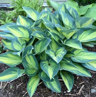 Hosta 'June'  (pieejams no jūnija)