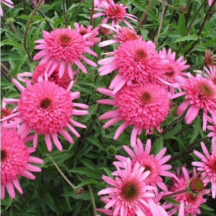 Ehinācija 'Southern Belle'  (pieejams no jūnija)