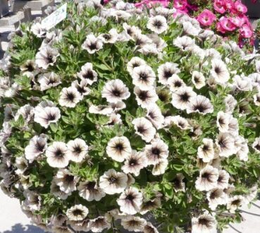 Petūnija 'Tiramisu' (pieejams no jūnija)