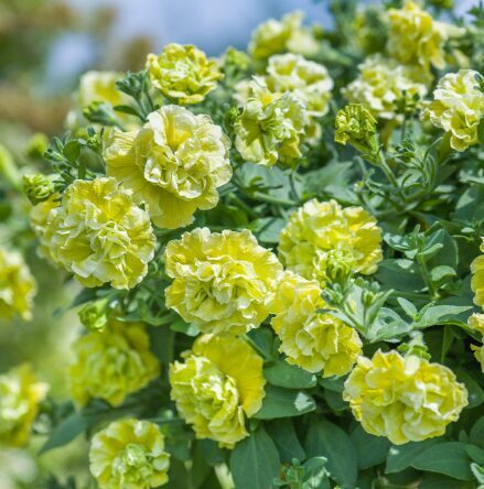 Petūnija 'Tumbelina Matilda' (pieejams no jūnija)