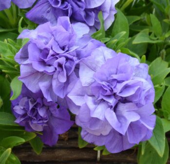 Petūnija 'Tumbelina Sophia' (pieejams no jūnija)