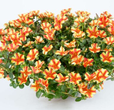 Portulaka 'Papaya Twist'  (pieejams no jūnija)