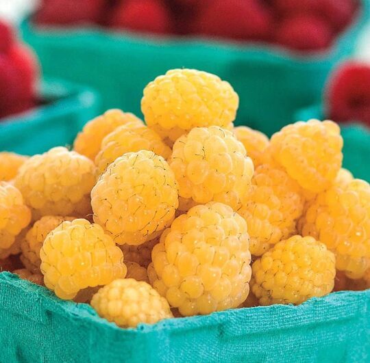 Jaunstāds - avene 'Summer Lovers Golden'