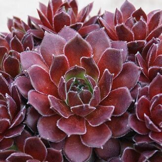 Saulrietenis 'Berry Bomb'