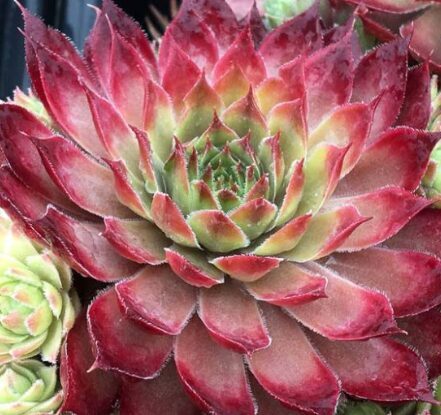 Saulrietenis 'Butterscoth Baby'