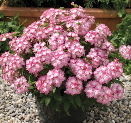 Verbena 'Wicked Hot Pink' (pieejams no jūnija)
