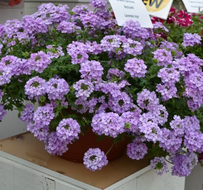 Verbena 'Vectura Lavender'  (pieejams no jūnija)
