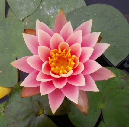 Ūdensroze 'Aurora'  (pieejams no jūnija)