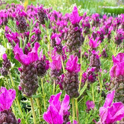 Franču lavanda 'Deep Rose Flag' (pieejams no jūnija)