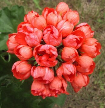 Pelargonija 'Red Pandora'  (pieejams no jūnija)