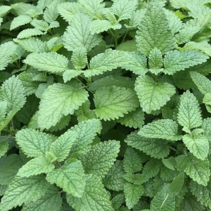 Jaunstāds - Citronmelisa  