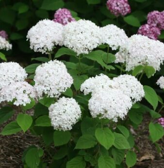 Zemā kokveida hortenzija 'Blanchetta'