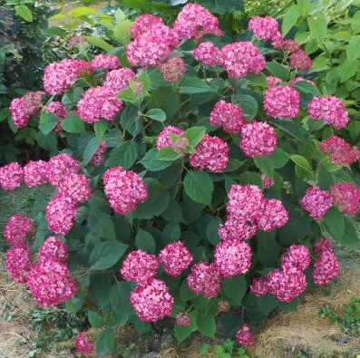 Kokveida hortenzija 'Ruby Annabelle' 