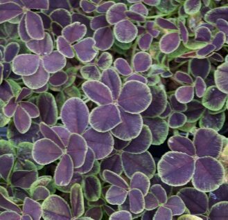 Četrrlapu āboliņš (pieejams no jūnija)