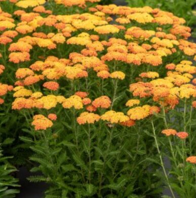 Pelašķis 'Skysail Yellow' (pieejams no jūnija)