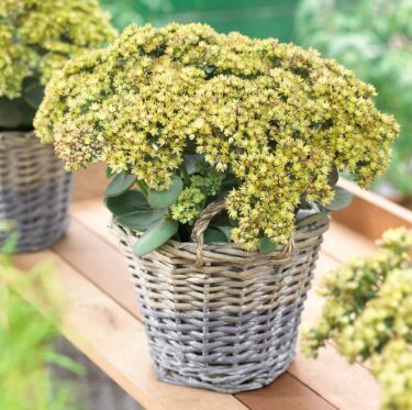 Čīkstene 'Seduction Yellow Delicat' (pieejams no jūnija)