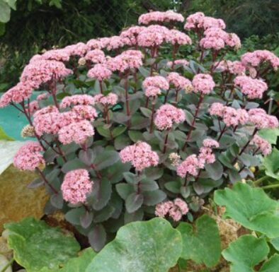 Čīkstene 'Matrona' (pieejams no jūnija)