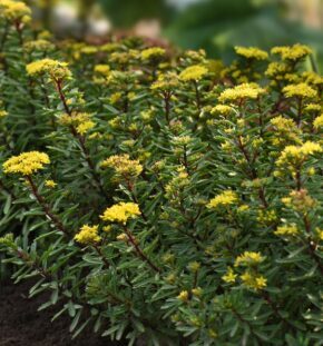 Laimiņš 'Yellow Diamonds'  (pieejams no jūnija)