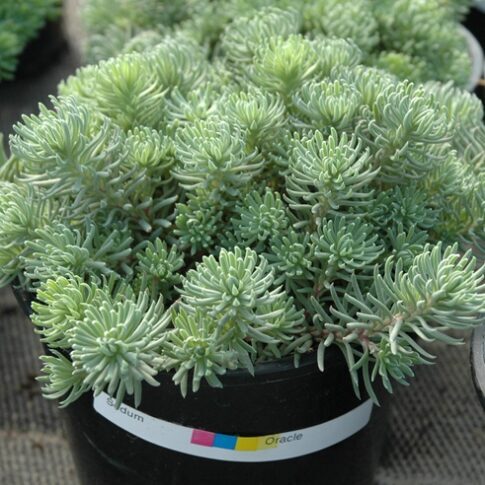 Laimiņš 'Oracle' (pieejams no jūnija)