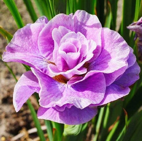 Sibīrijas īriss 'Pink Parfait'  