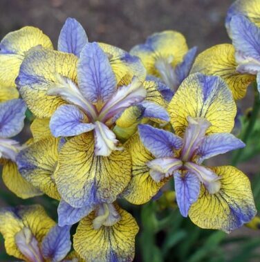 Sibīrijas īriss 'Tipped in Blue'  (pieejams no jūnija)