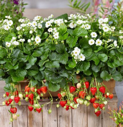 Zemene 'Summer Breeze Snow'  (pieejams no jūnija)