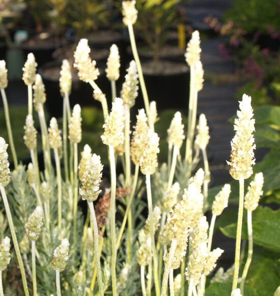 Zobainā lavanda 'You're My Light'