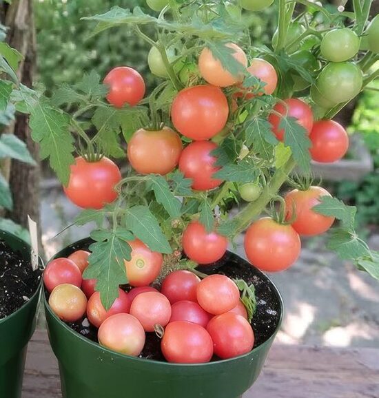 Balkona tomāti 'Avenītes'  (pieejams no jūnija)